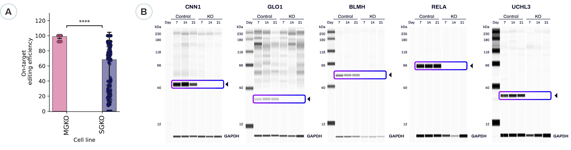 Gene Knockout Kits Provide Superior Editing Efficiency in iPSC, Immortalized, and Primary Cells and Consistent Protein Depletion Using the XDel Design
