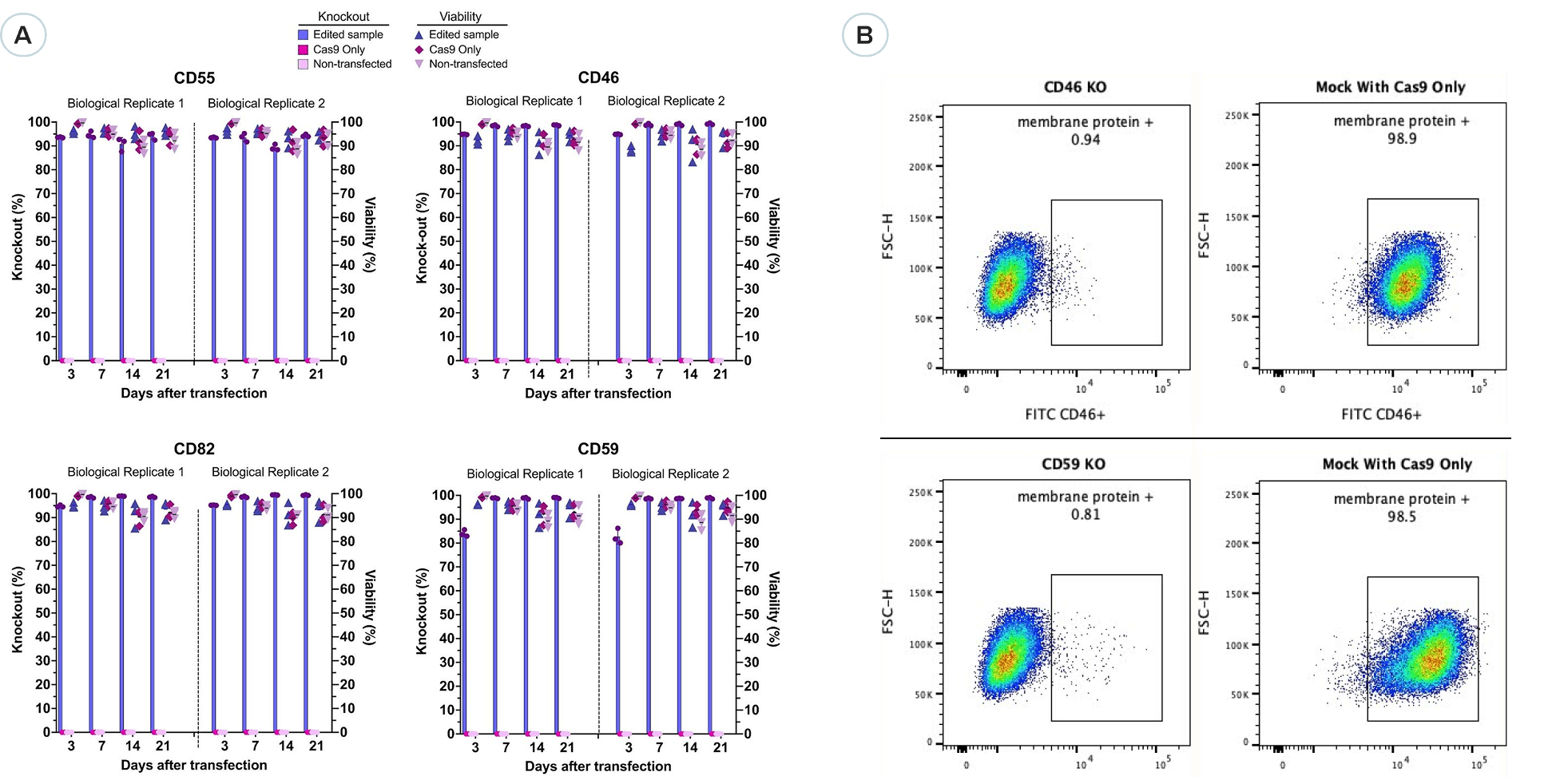 XDel Knockout Cells Enable High and Sustained Protein Depletion - Guaranteed and Delivered in 4 Weeks (Pools) or 10 Weeks (Clones)
