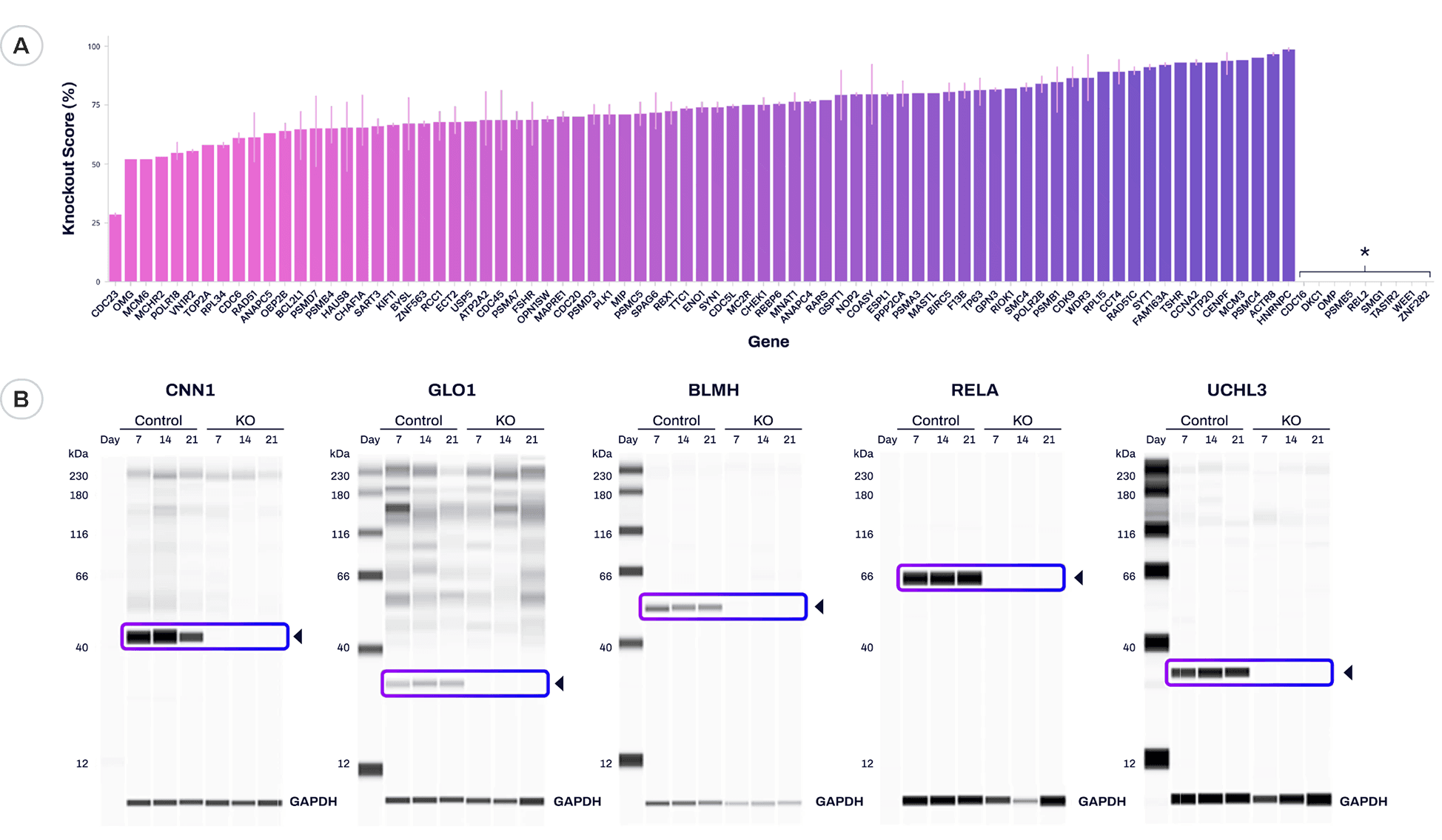 Achieve Robust Genotype and Phenotype Screening Results with XDel Knockout Technology